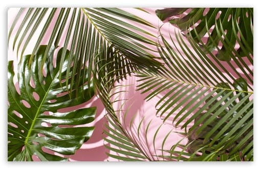 Tropical Green Monstera and Palm Leaves UltraHD Wallpaper for UHD 16:9 ; HD 16:9 ; UltraWide 21:9 24:10 ; Widescreen 16:10 ; Tablet 1:1 ;