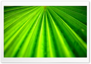 Tropical Leaf Ultra HD Wallpaper for 4K UHD Widescreen desktop, tablet & smartphone