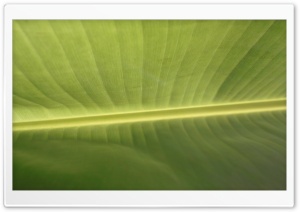 Tropical Leaf Ultra HD Wallpaper for 4K UHD Widescreen desktop, tablet & smartphone