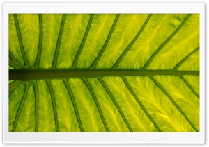 Tropical Leaf Background Ultra HD Wallpaper for 4K UHD Widescreen desktop, tablet & smartphone