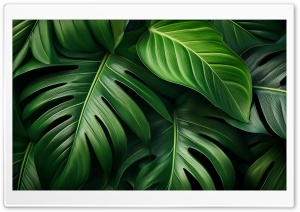 Tropical Leaves Aesthetic Ultra HD Wallpaper for 4K UHD Widescreen Desktop, Lockscreen, Screensaver, TV, Tablet, Smartphone