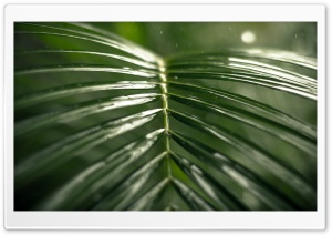 Tropical Rain, Green Leaf Ultra HD Wallpaper for 4K UHD Widescreen desktop, tablet & smartphone