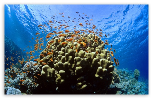 coral reef wallpaper widescreen