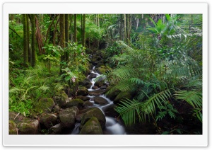 Tropical Stream Ultra HD Wallpaper for 4K UHD Widescreen desktop, tablet & smartphone