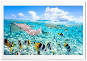 Tropical Underwater World Ultra HD Wallpaper for 4K UHD Widescreen desktop, tablet & smartphone