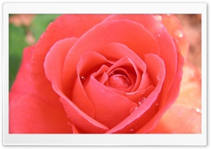 Tropicana Rose Ultra HD Wallpaper for 4K UHD Widescreen desktop, tablet & smartphone