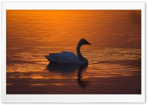 Trumpeter Swan Ultra HD Wallpaper for 4K UHD Widescreen desktop, tablet & smartphone