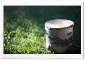 Trunk Of Cut Tree 4K UHD Wallpaper for Widescreen and UltraWide Desktop, UltraHD TV, Smartphone, Tablet