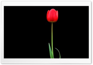 Tulip Ultra HD Wallpaper for 4K UHD Widescreen desktop, tablet & smartphone