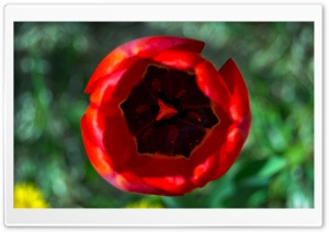 Tulip Ultra HD Wallpaper for 4K UHD Widescreen desktop, tablet & smartphone