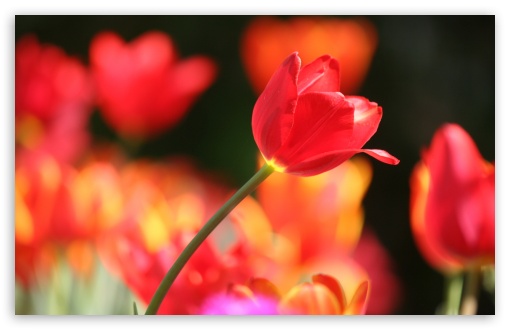 Tulip Ultra HD Desktop Background Wallpaper for 4K UHD TV : Widescreen ...