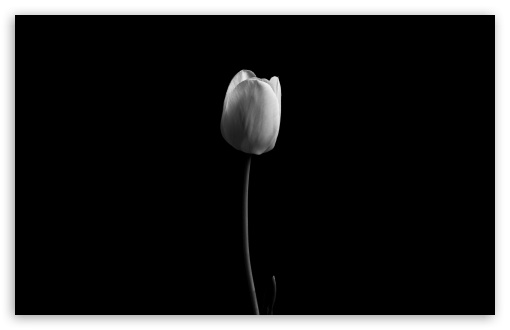 Tulip Black and White UltraHD Wallpaper for UHD 16:9 ; HD 16:9 ; UltraWide 21:9 24:10 32:9 32:10 ; Widescreen 16:10 5:3 ; Fullscreen 4:3 5:4 3:2 ; Tablet 1:1 ; Mobile 9:16 9:19.5 9:20 9:21 9:22 10:16 2:3 3:5 3:4 ; Dual 16:10 5:3 16:9 4:3 5:4 3:2 ;