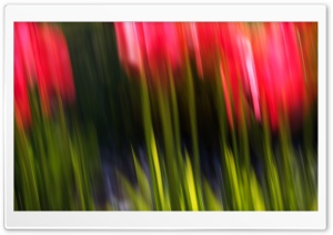 Tulip Blur Ultra HD Wallpaper for 4K UHD Widescreen desktop, tablet & smartphone