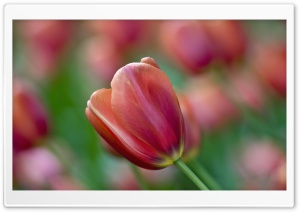 Tulip Bokeh Ultra HD Wallpaper for 4K UHD Widescreen desktop, tablet & smartphone