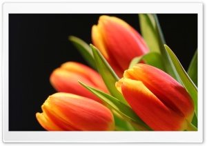 Tulip Buds Ultra HD Wallpaper for 4K UHD Widescreen desktop, tablet & smartphone