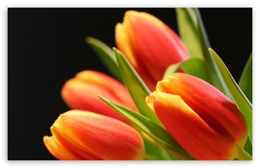 Tulip Buds UltraHD Wallpaper for 8K UHD TV 16:9 Ultra High Definition 2160p 1440p 1080p 900p 720p ; Widescreen 16:10 5:3 WHXGA WQXGA WUXGA WXGA WGA ; Fullscreen 4:3 5:4 3:2 UXGA XGA SVGA QSXGA SXGA DVGA HVGA HQVGA ( Apple PowerBook G4 iPhone 4 3G 3GS iPod Touch ) ; Tablet 1:1 ; Mobile 3:4 - ; Dual 4:3 5:4 UXGA XGA SVGA QSXGA SXGA ;