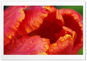 Tulip Close-up Ultra HD Wallpaper for 4K UHD Widescreen desktop, tablet & smartphone