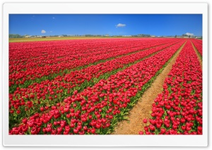 Tulip Field Ultra HD Wallpaper for 4K UHD Widescreen desktop, tablet & smartphone