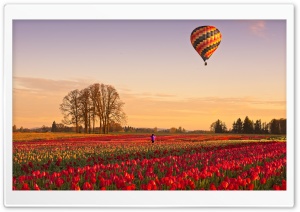 Tulip Fields at Sunrise with Hot Air Balloon 4K UHD Wallpaper for Widescreen and UltraWide Desktop, UltraHD TV, Smartphone, Tablet