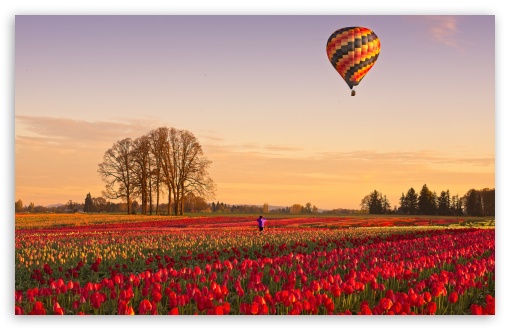 Tulip Fields at Sunrise with Hot Air Balloon UltraHD Wallpaper for UHD 16:9 ; HD 16:9 ; UltraWide 21:9 24:10 ; Widescreen 16:10 ; Fullscreen 3:2 ; Tablet 1:1 ; Mobile 9:16 9:19.5 9:20 9:21 9:22 ;