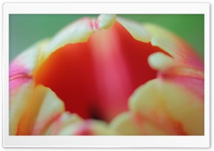 Tulip Flower Macro Ultra HD Wallpaper for 4K UHD Widescreen desktop, tablet & smartphone