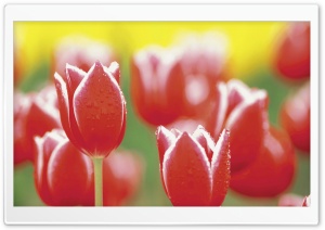 Tulip Garden Ultra HD Wallpaper for 4K UHD Widescreen desktop, tablet & smartphone