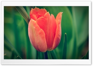 Tulip, Green Background Ultra HD Wallpaper for 4K UHD Widescreen desktop, tablet & smartphone
