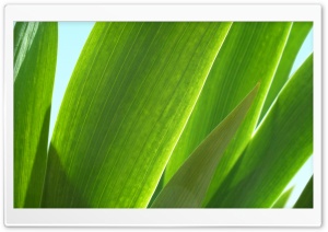 Tulip Leaves Ultra HD Wallpaper for 4K UHD Widescreen desktop, tablet & smartphone