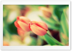 Tulip Macro Ultra HD Wallpaper for 4K UHD Widescreen desktop, tablet & smartphone