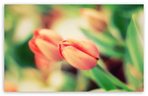 Tulip Macro UltraHD Wallpaper for HD 16:9 ; Widescreen 16:10 5:3 ; Fullscreen 4:3 5:4 3:2 ; Tablet 1:1 ;