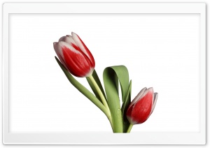 Tulip Model Ultra HD Wallpaper for 4K UHD Widescreen Desktop, Lockscreen, Screensaver, TV, Tablet, Smartphone