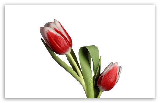 Tulip Model UltraHD Wallpaper for HD 16:9 ; Widescreen 16:10 5:3 ; Fullscreen 4:3 5:4 3:2 ; Tablet 1:1 ;