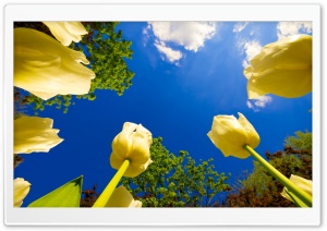 Tulip Race Ultra HD Wallpaper for 4K UHD Widescreen desktop, tablet & smartphone