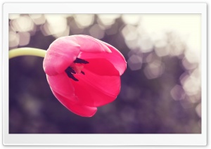 Tulip Stamens Ultra HD Wallpaper for 4K UHD Widescreen desktop, tablet & smartphone
