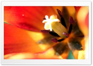 Tulip Stamens And Pistil 4K UHD Wallpaper for Widescreen and UltraWide Desktop, UltraHD TV, Smartphone, Tablet