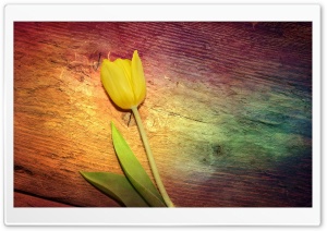 Tulip, Wooden Background Ultra HD Wallpaper for 4K UHD Widescreen desktop, tablet & smartphone
