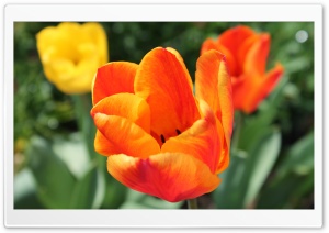 Tulipe Ultra HD Wallpaper for 4K UHD Widescreen desktop, tablet & smartphone