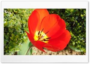 Tulipn 4K UHD Wallpaper for Widescreen and UltraWide Desktop, UltraHD TV, Smartphone, Tablet