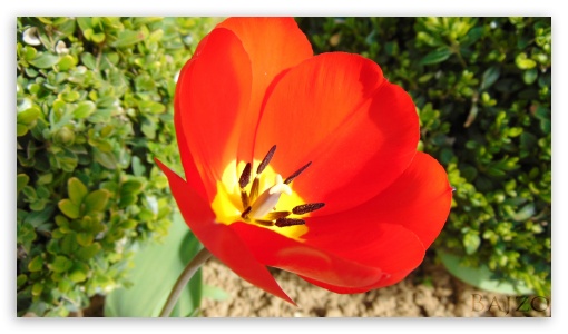 Tulipn UltraHD Wallpaper for UHD 16:9 ; HD 16:9 ;