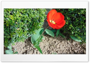 Tulipn2 4K UHD Wallpaper for Widescreen and UltraWide Desktop, UltraHD TV, Smartphone, Tablet