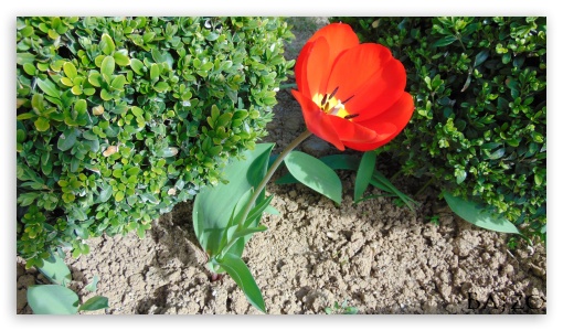 Tulipn2 UltraHD Wallpaper for UHD 16:9 ; HD 16:9 ;