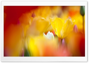 Wet Windscreen 4K HD Desktop Wallpaper for 4K Ultra HD TV • Dual ...