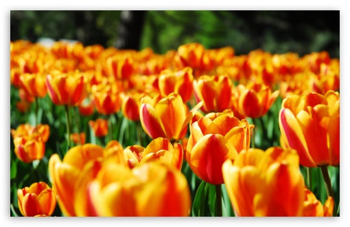 Tulips UltraHD Wallpaper for HD 16:9 ; Widescreen 16:10 5:3 ; Fullscreen 4:3 5:4 3:2 ; Tablet 1:1 ; Mobile 3:5 3:4 ; Dual 5:4 ;