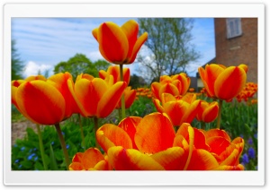 Tulips Ultra HD Wallpaper for 4K UHD Widescreen Desktop, Lockscreen, Screensaver, TV, Tablet, Smartphone