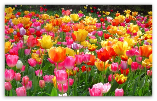 Tulips UltraHD Wallpaper for Wide 16:10 Widescreen WHXGA WQXGA WUXGA WXGA ;