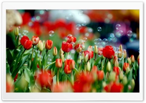 Tulips And Bubbles Ultra HD Wallpaper for 4K UHD Widescreen desktop, tablet & smartphone