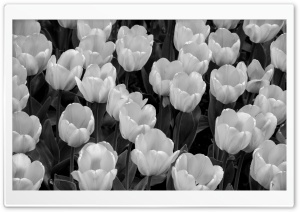 Tulips Black and White Ultra HD Wallpaper for 4K UHD Widescreen desktop, tablet & smartphone