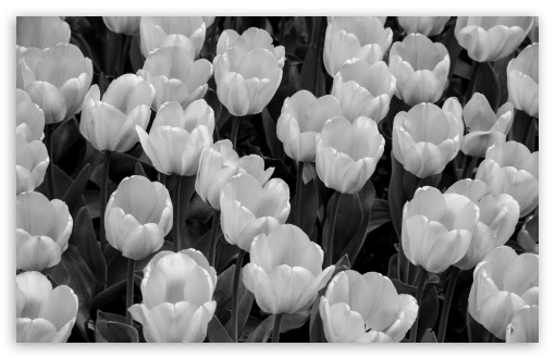 Tulips Black and White UltraHD Wallpaper for UHD 16:9 2160p 1440p 1080p 900p 720p ; 8K UHD TV 16:9 Ultra High Definition 2160p 1440p 1080p 900p 720p ; UltraWide 21:9 24:10 ; Widescreen 16:10 5:3 WHXGA WQXGA WUXGA WXGA WGA ; Fullscreen 4:3 5:4 3:2 UXGA XGA SVGA QSXGA SXGA DVGA HVGA HQVGA ( Apple PowerBook G4 iPhone 4 3G 3GS iPod Touch ) ; Tablet 1:1 ;