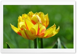 Tulips Bloom Ultra HD Wallpaper for 4K UHD Widescreen desktop, tablet & smartphone