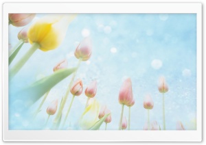 Tulips Blue 4K UHD Wallpaper for Widescreen and UltraWide Desktop, UltraHD TV, Smartphone, Tablet